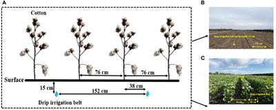Increasing cotton lint yield and water use efficiency for subsurface drip irrigation without mulching